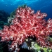 coral_soft_ni_h_0705_png1654.jpg